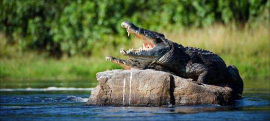 Crocodile in Lekki Conservation Center wildlife