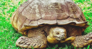 Oldest tortoise of Ogbomosho in Oyo State