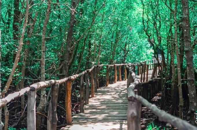 Jozani Forest Zanzibar a top 10 Places to Visit in Zanzibar, Tanzania